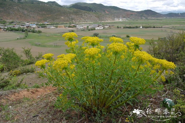 黄花瑞香狼毒Stellera chamaejasme f. chrysantha 黄花瑞香狼毒Stellera chamaejasme f. chrysantha