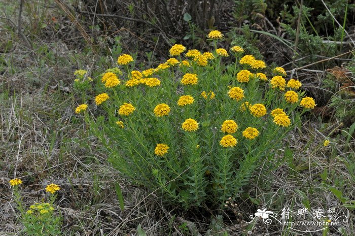 黄花瑞香狼毒Stellera chamaejasme f. chrysantha 黄花瑞香狼毒Stellera chamaejasme f. chrysantha