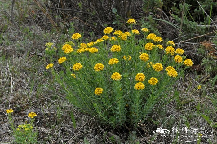 黄花瑞香狼毒Stellera chamaejasme f. chrysantha