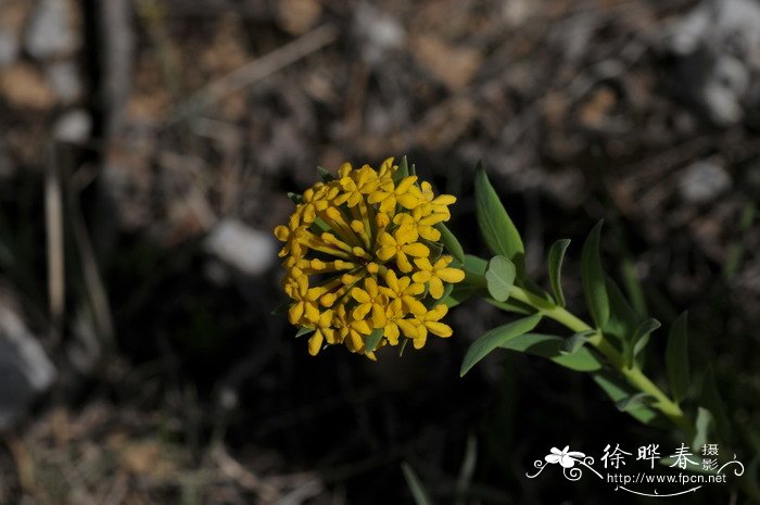 黄花瑞香狼毒Stellera chamaejasme f. chrysantha 黄花瑞香狼毒Stellera chamaejasme f. chrysantha