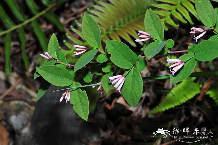 北江荛花Wikstroemia monnula 北江荛花Wikstroemia monnula