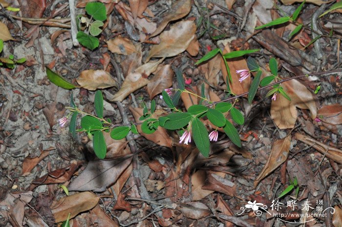 北江荛花Wikstroemia monnula 北江荛花Wikstroemia monnula