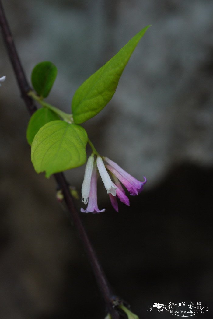 北江荛花Wikstroemia monnula 北江荛花Wikstroemia monnula