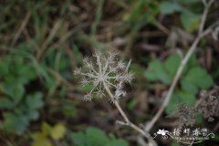 滨海前胡Peucedanum japonicum