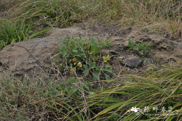 滨海前胡Peucedanum japonicum 滨海前胡Peucedanum japonicum