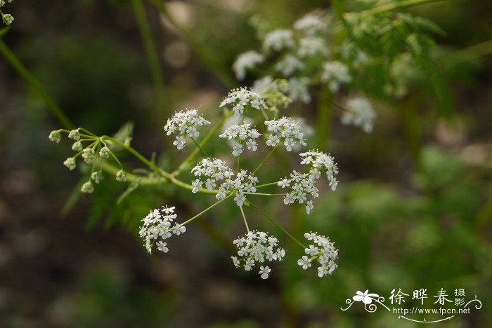 小窃衣Torilis japonica 小窃衣Torilis japonica