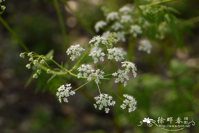 小窃衣Torilis japonica