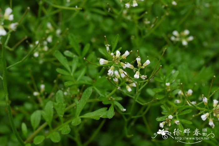 荠Capsella bursa-pastoris 荠Capsella bursa-pastoris