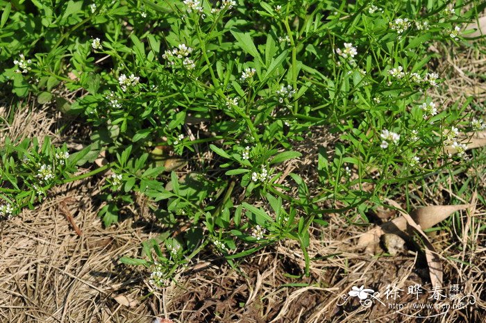 荠Capsella bursa-pastoris 荠Capsella bursa-pastoris