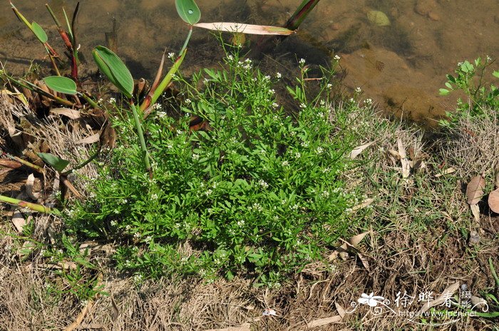 荠Capsella bursa-pastoris