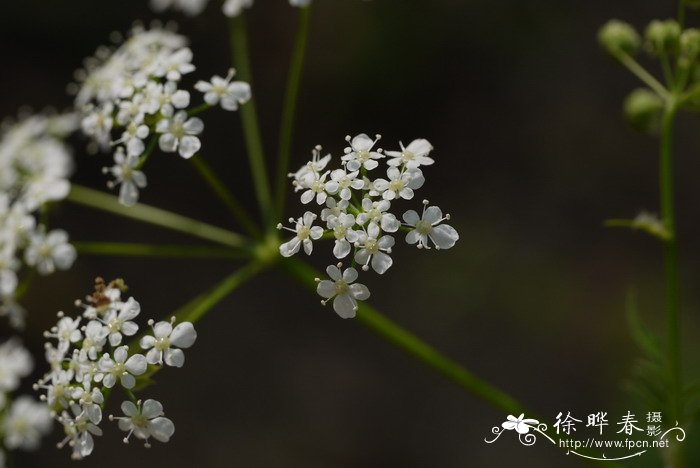 小窃衣Torilis japonica 小窃衣Torilis japonica