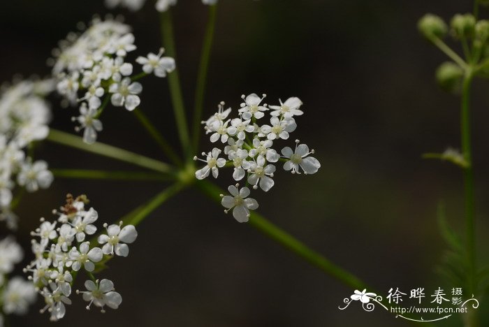 小窃衣Torilis japonica