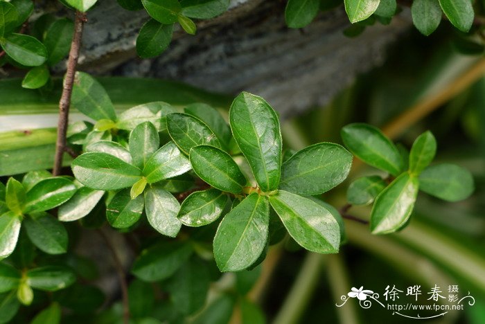 蔓榕Ficus pedunculosa