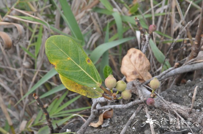 蔓榕Ficus pedunculosa