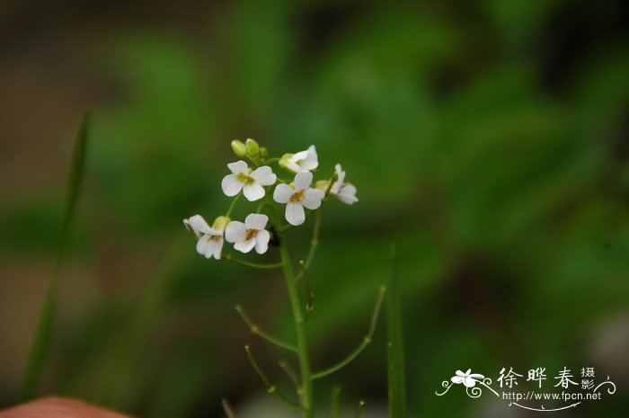天池碎米荠Cardamine changbaiana 天池碎米荠Cardamine changbaiana