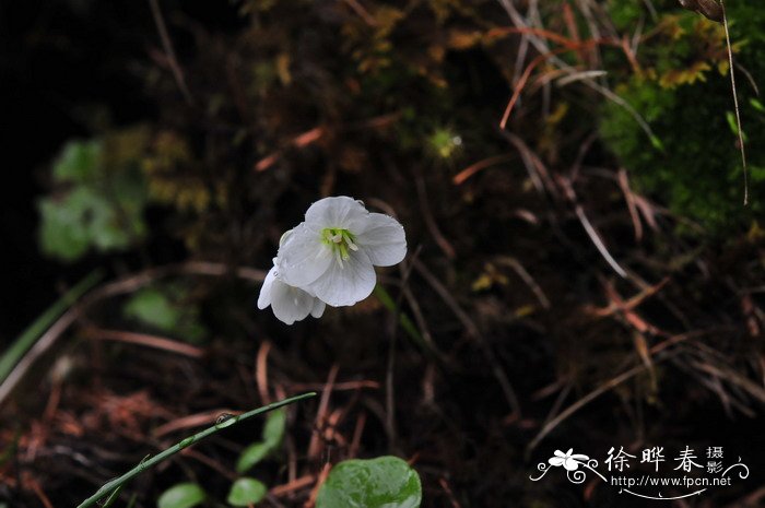 裸茎碎米荠Cardamine scaposa 裸茎碎米荠Cardamine scaposa
