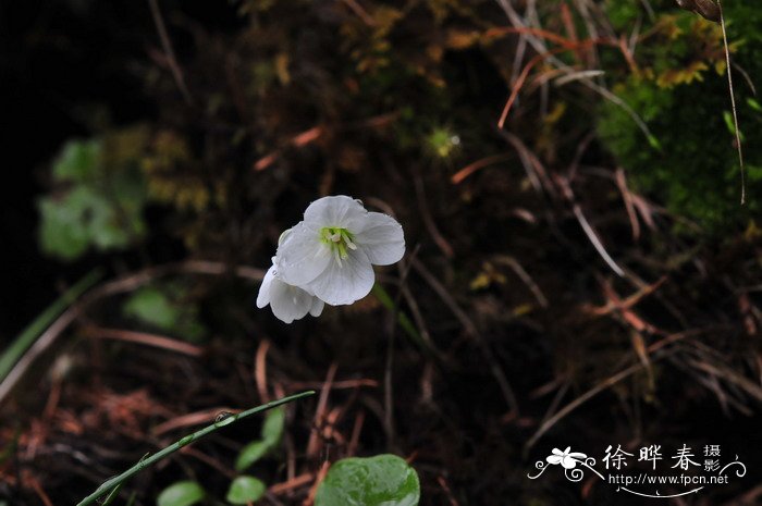 裸茎碎米荠Cardamine scaposa