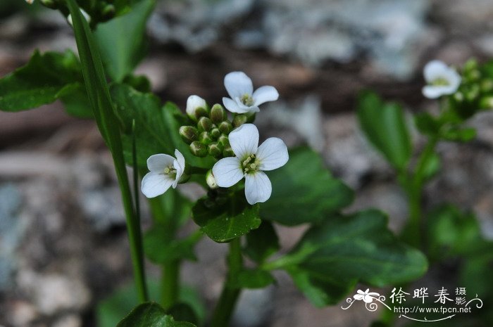圆齿碎米荠Cardamine scutata 圆齿碎米荠Cardamine scutata