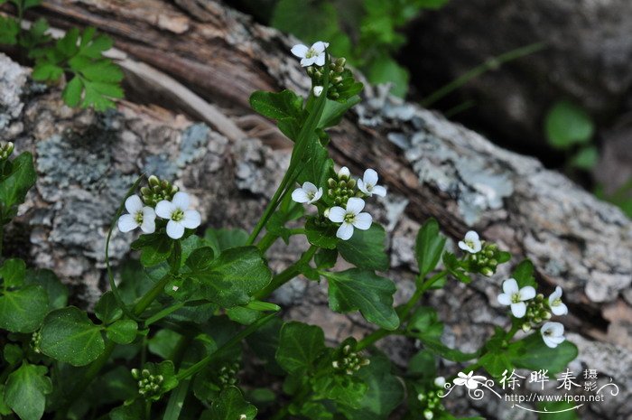 圆齿碎米荠Cardamine scutata 圆齿碎米荠Cardamine scutata