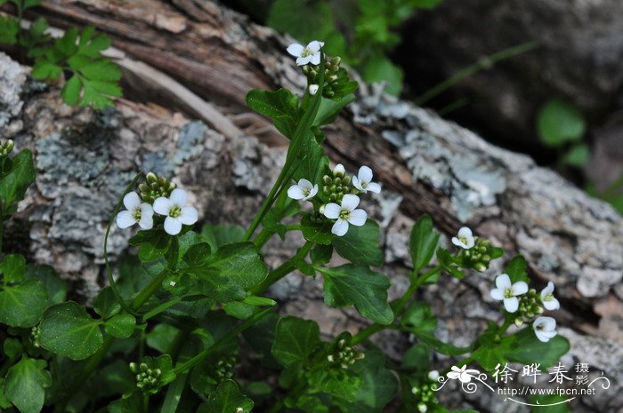 圆齿碎米荠Cardamine scutata