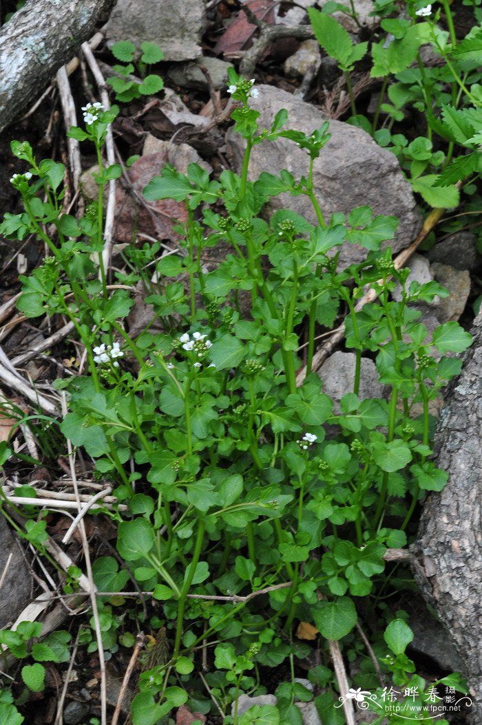 圆齿碎米荠Cardamine scutata 圆齿碎米荠Cardamine scutata