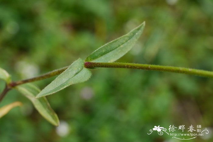 长白卷耳Cerastium baischanense 长白卷耳Cerastium baischanense