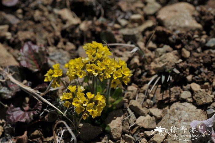 云南葶苈Draba yunnanensis 云南葶苈Draba yunnanensis