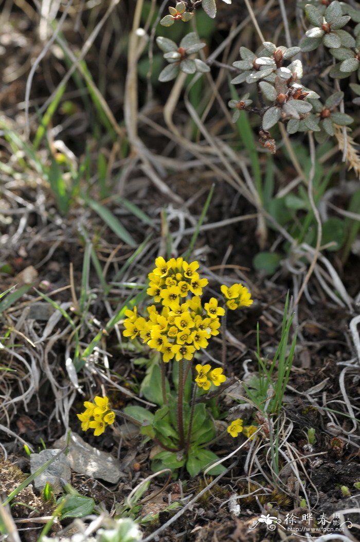 云南葶苈Draba yunnanensis 云南葶苈Draba yunnanensis