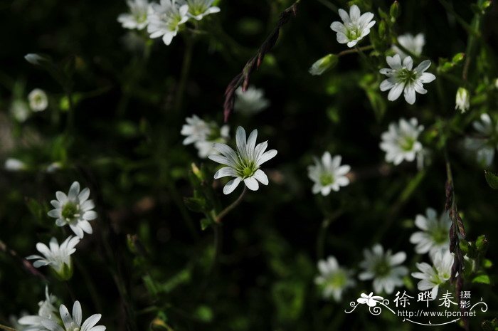 卷耳Cerastium arvense subsp. strictum 卷耳Cerastium arvense subsp. strictum