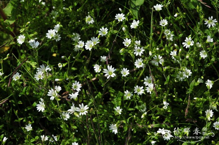 卷耳Cerastium arvense subsp. strictum 卷耳Cerastium arvense subsp. strictum