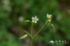 长白卷耳Cerastium baischanense