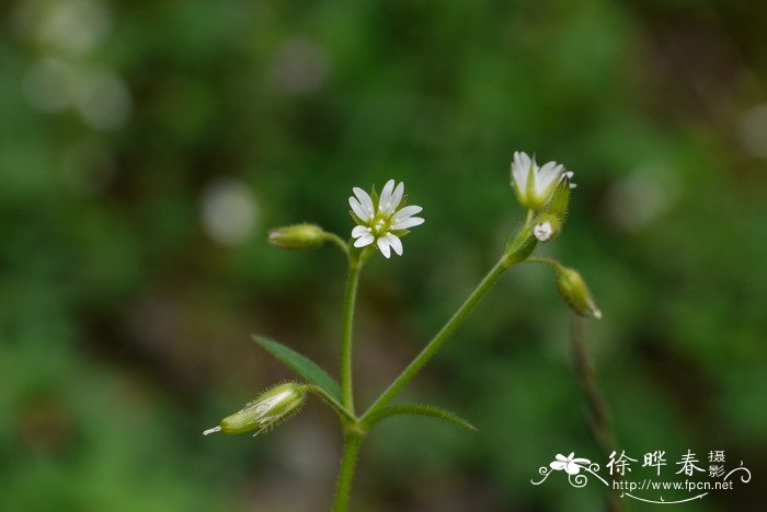 长白卷耳Cerastium baischanense 长白卷耳Cerastium baischanense