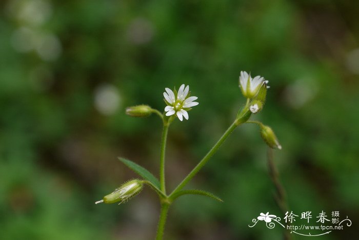 长白卷耳Cerastium baischanense