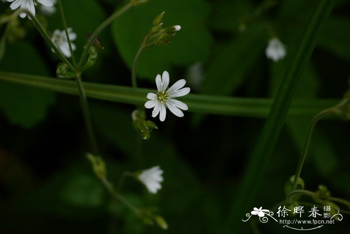 毛蕊卷耳Cerastium pauciflorum var. oxalidiflorum 毛蕊卷耳Cerastium pauciflorum var. oxalidiflorum