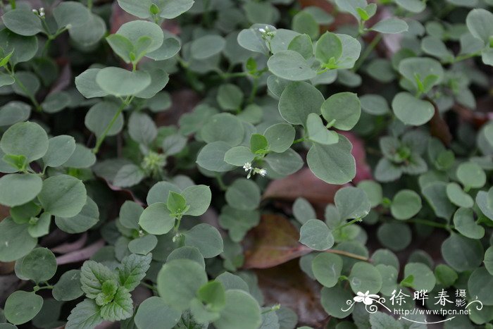 荷莲豆草Drymaria diandra 荷莲豆草Drymaria diandra