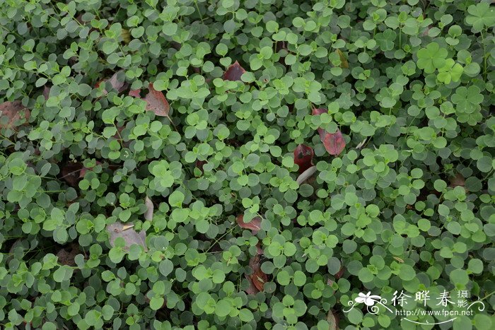 荷莲豆草Drymaria diandra 荷莲豆草Drymaria diandra