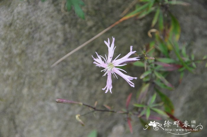 鹤草Silene fortunei 鹤草Silene fortunei