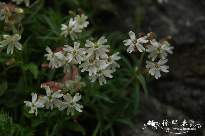 蔓茎蝇子草Silene repens 蔓茎蝇子草Silene repens