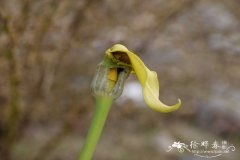 黄苞南星Arisaema flavum