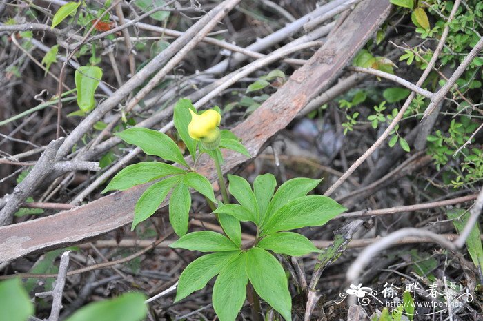 黄苞南星Arisaema flavum