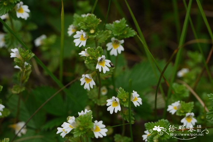 长腺小米草Euphrasia hirtella 长腺小米草Euphrasia hirtella