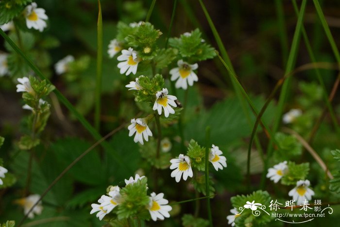 长腺小米草Euphrasia hirtella