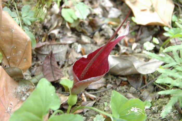 犁头尖Typhonium blumei 犁头尖Typhonium blumei