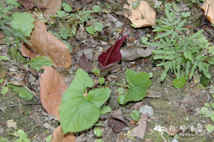 犁头尖Typhonium blumei 犁头尖Typhonium blumei