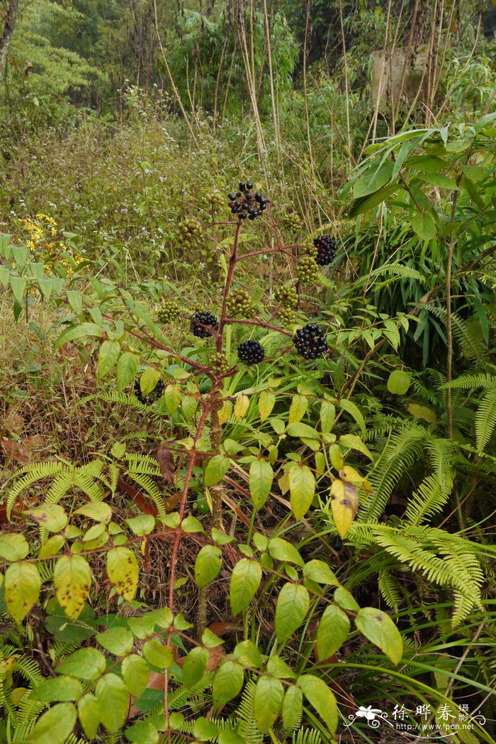 长刺楤木Aralia spinifolia