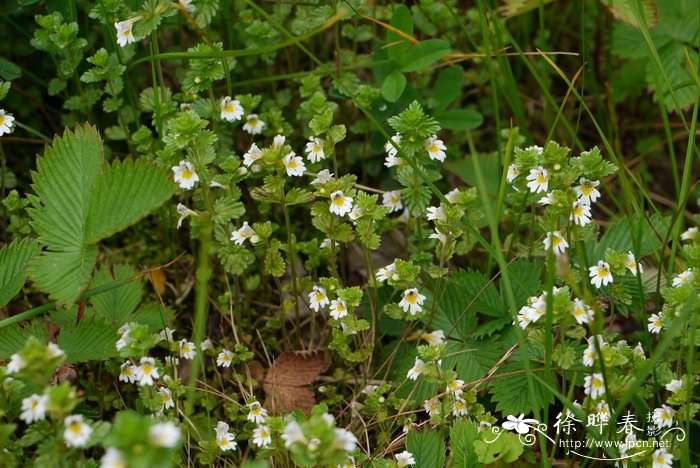 长腺小米草Euphrasia hirtella 长腺小米草Euphrasia hirtella