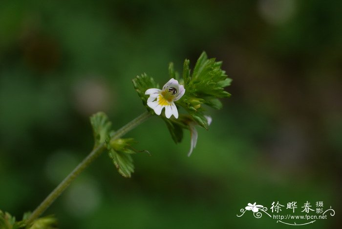 长腺小米草Euphrasia hirtella