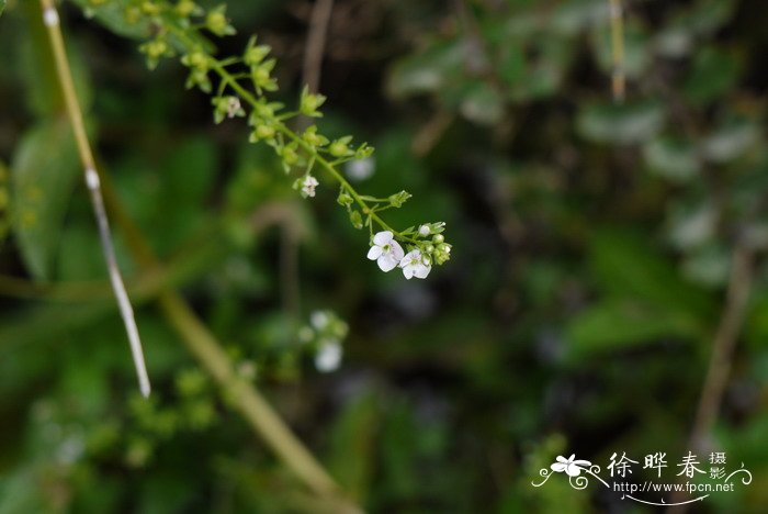 北水苦荬Veronica anagallis-aquatica 北水苦荬Veronica anagallis-aquatica
