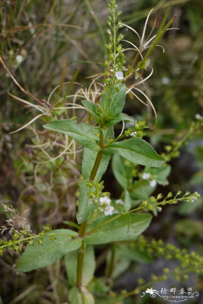 北水苦荬Veronica anagallis-aquatica 北水苦荬Veronica anagallis-aquatica