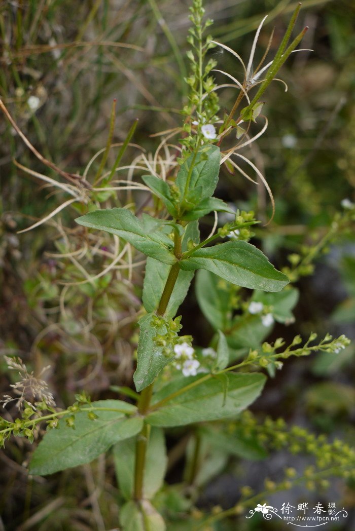 北水苦荬Veronica anagallis-aquatica